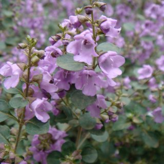 Image of Mint bush (Round-leaved) 