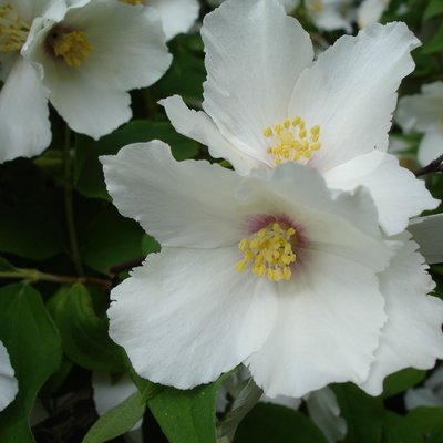 Image of Mock Orange 