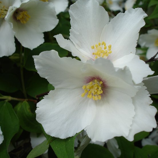Image of Mock Orange 