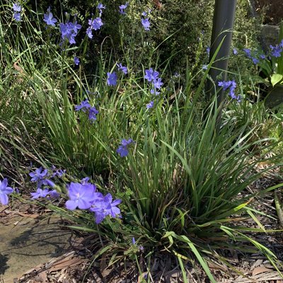 Image of Morning Iris 