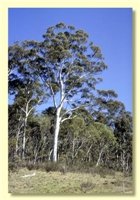 Image of Mountain gum
