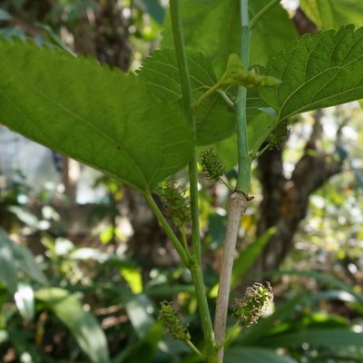 Image of Mulberry