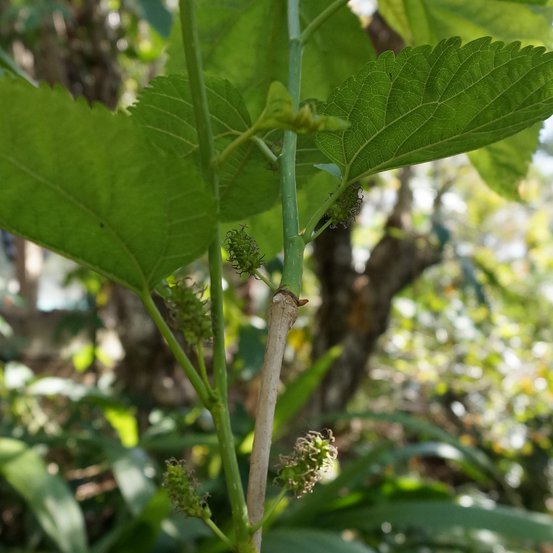Image of Mulberry