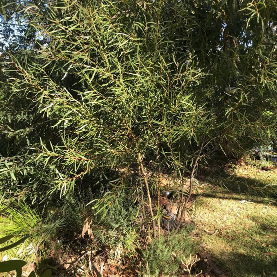 Image of Narrow-leaved Mallee Ash 