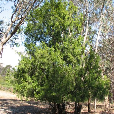 Image of Native Cherry