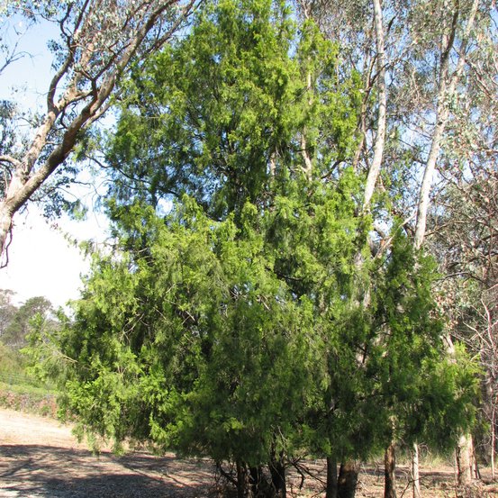 Image of Native Cherry