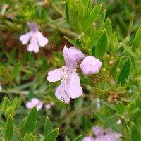 Image of  Native Rosemary (glabra) 