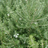 Image of Native Rosemary 