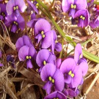 Image of Native Sarsparilla 