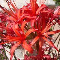 Image of Nerine 