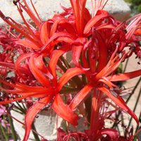 Image of Nerine 