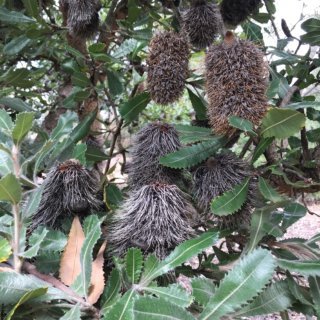 Image of Old Man Banksia 