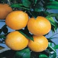 Image of Orange 