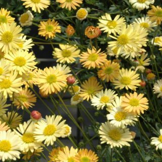 Image of ‘Pacific Sun’ 