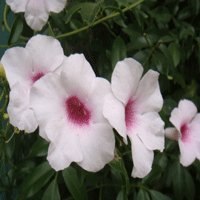 Image of Pandorea 