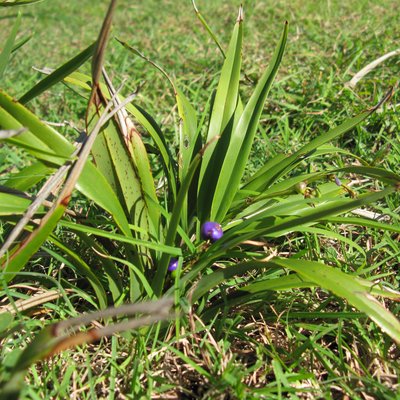 Image of Paroo Lily