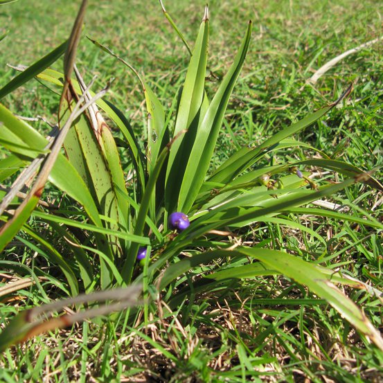 Image of Paroo Lily