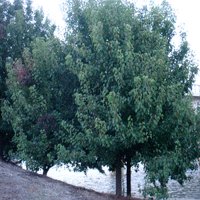 Image of Pear (Ornamental) 