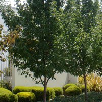 Image of Pear (Manchurian) 