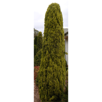 Image of Pencil Pine 