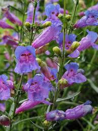 Image of Penstemon 