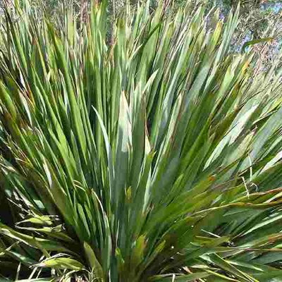 Image of New Zealand Flax