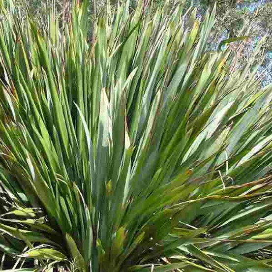 Image of New Zealand Flax