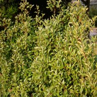 Image of  Photinia 