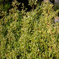 Image of  Photinia 