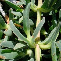 Image of Pigface 