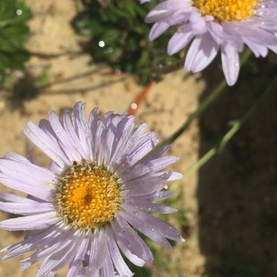 Image of Pilliga Daisy 