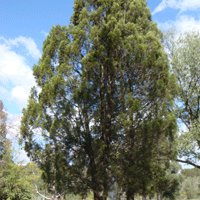 Image of Pine (Oyster Bay) 