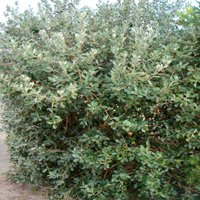 Image of Pineapple Guava 