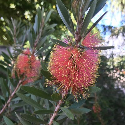 Image of  Pink Champagne 