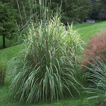 Image of Plume Grass 
