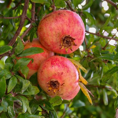 Image of Pomegranate