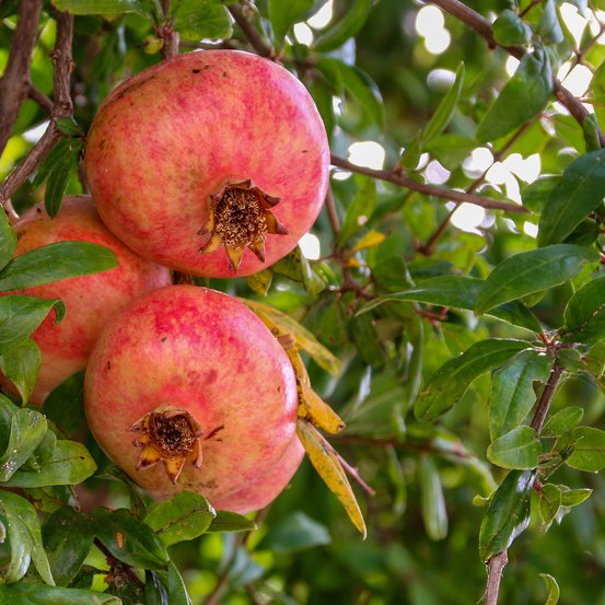 Image of Pomegranate