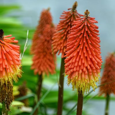 Image of Red Hot Poker