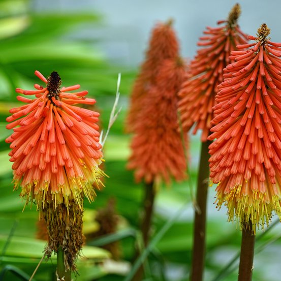 Image of Red Hot Poker