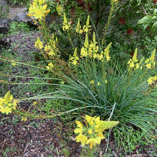 Image of Rock Lily 