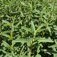 Image of Rock Rose (Purple) 