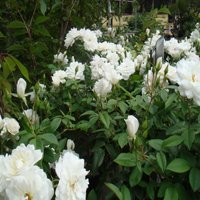 Image of Rose 