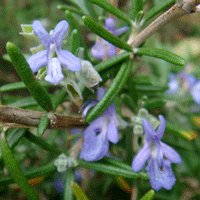 Image of Rosemary (Blue Lagoon) 