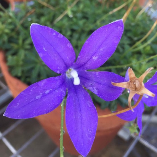 Image of Royal Bluebell 