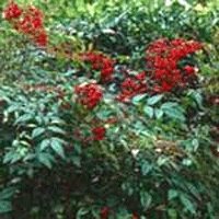 Image of Sacred Bamboo 