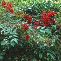 Image of Sacred Bamboo 