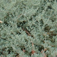 Image of Saltbush 