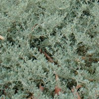 Image of Saltbush 