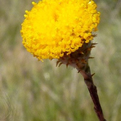 Image of Scaly Billy Buttons