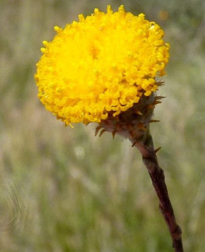 Image of Scaly Billy Buttons